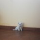 Nano tan chiquitin, pero expectante a todo 